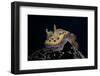 Chromodoris Kuniei Nudibranch, Beqa Lagoon, Fiji-Stocktrek Images-Framed Photographic Print