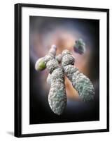 Chromosome, Artwork-Ramon Andrade-Framed Photographic Print