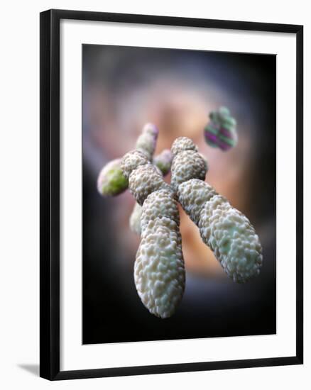 Chromosome, Artwork-Ramon Andrade-Framed Photographic Print