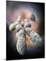 Chromosome, Artwork-Ramon Andrade-Mounted Photographic Print