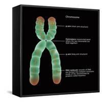 Chromosome Structure, Illustration-Gwen Shockey-Framed Stretched Canvas