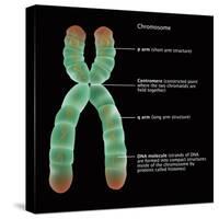 Chromosome Structure, Illustration-Gwen Shockey-Stretched Canvas