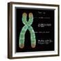 Chromosome Structure, Illustration-Gwen Shockey-Framed Premium Giclee Print