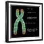 Chromosome Structure, Illustration-Gwen Shockey-Framed Premium Giclee Print