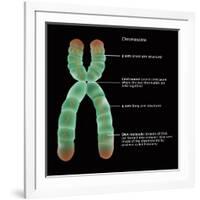 Chromosome Structure, Illustration-Gwen Shockey-Framed Giclee Print