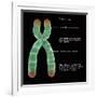 Chromosome Structure, Illustration-Gwen Shockey-Framed Giclee Print