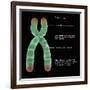 Chromosome Structure, Illustration-Gwen Shockey-Framed Giclee Print