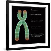 Chromosome Structure, Illustration-Gwen Shockey-Framed Giclee Print