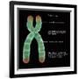 Chromosome Structure, Illustration-Gwen Shockey-Framed Giclee Print