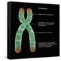 Chromosome Structure, Illustration-Gwen Shockey-Framed Stretched Canvas