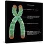 Chromosome Structure, Illustration-Gwen Shockey-Stretched Canvas