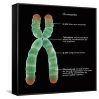Chromosome Structure, Illustration-Gwen Shockey-Framed Stretched Canvas