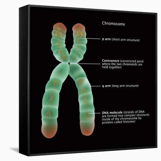 Chromosome Structure, Illustration-Gwen Shockey-Framed Stretched Canvas