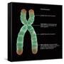 Chromosome Structure, Illustration-Gwen Shockey-Framed Stretched Canvas