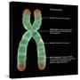 Chromosome Structure, Illustration-Gwen Shockey-Stretched Canvas