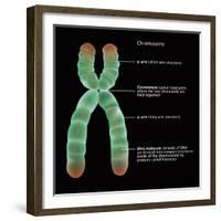 Chromosome Structure, Illustration-Gwen Shockey-Framed Giclee Print