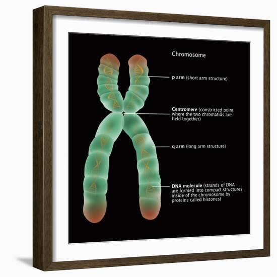 Chromosome Structure, Illustration-Gwen Shockey-Framed Giclee Print