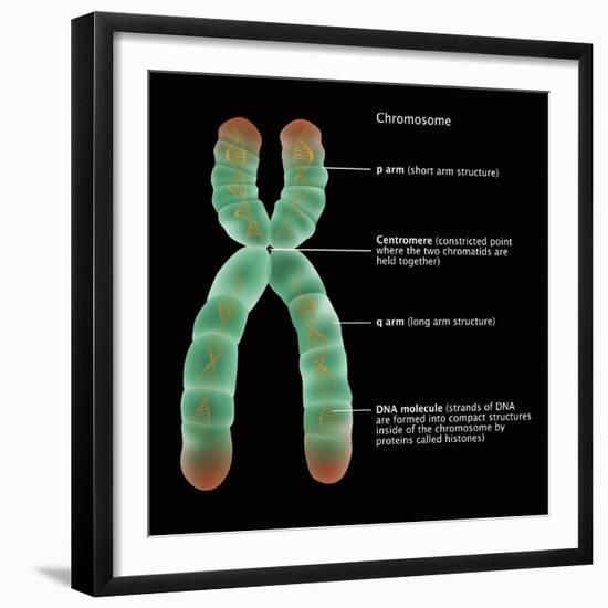 Chromosome Structure, Illustration-Gwen Shockey-Framed Giclee Print