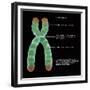 Chromosome Structure, Illustration-Gwen Shockey-Framed Giclee Print