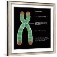 Chromosome Structure, Illustration-Gwen Shockey-Framed Giclee Print