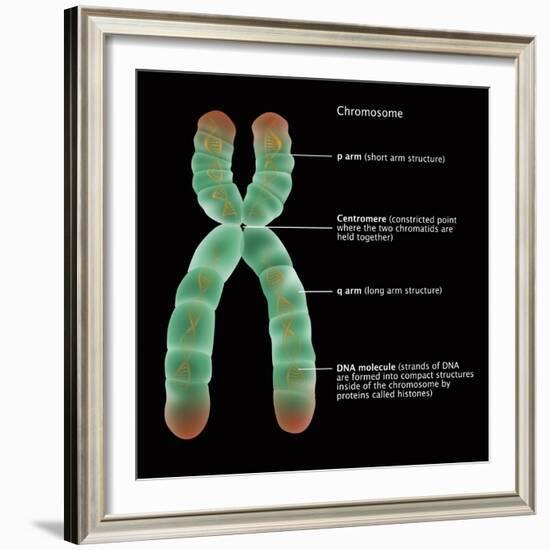 Chromosome Structure, Illustration-Gwen Shockey-Framed Giclee Print