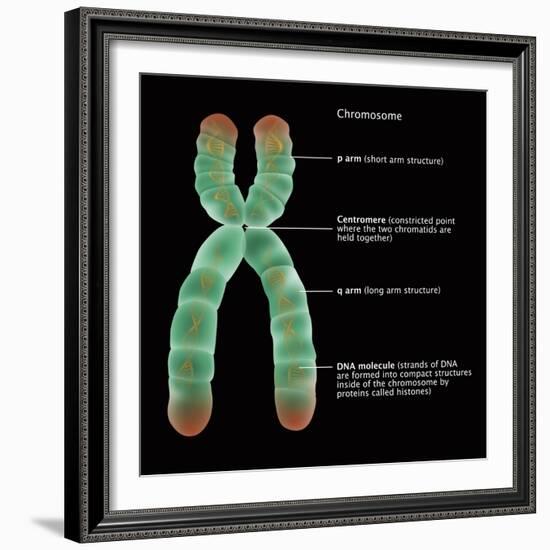 Chromosome Structure, Illustration-Gwen Shockey-Framed Giclee Print