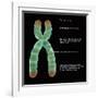 Chromosome Structure, Illustration-Gwen Shockey-Framed Giclee Print