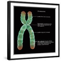 Chromosome Structure, Illustration-Gwen Shockey-Framed Giclee Print