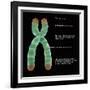 Chromosome Structure, Illustration-Gwen Shockey-Framed Giclee Print