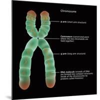 Chromosome Structure, Illustration-Gwen Shockey-Mounted Giclee Print