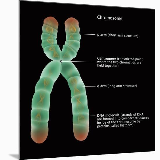 Chromosome Structure, Illustration-Gwen Shockey-Mounted Giclee Print