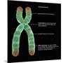 Chromosome Structure, Illustration-Gwen Shockey-Mounted Giclee Print