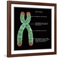 Chromosome Structure, Illustration-Gwen Shockey-Framed Giclee Print