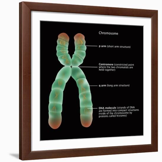 Chromosome Structure, Illustration-Gwen Shockey-Framed Giclee Print