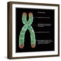 Chromosome Structure, Illustration-Gwen Shockey-Framed Giclee Print