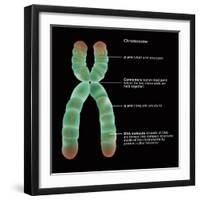 Chromosome Structure, Illustration-Gwen Shockey-Framed Giclee Print