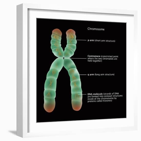 Chromosome Structure, Illustration-Gwen Shockey-Framed Giclee Print