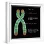 Chromosome Structure, Illustration-Gwen Shockey-Framed Giclee Print