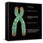 Chromosome Structure, Illustration-Gwen Shockey-Framed Stretched Canvas