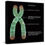 Chromosome Structure, Illustration-Gwen Shockey-Stretched Canvas