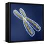 Chromosome with DNA-PASIEKA-Framed Stretched Canvas