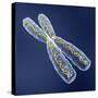 Chromosome with DNA-PASIEKA-Stretched Canvas