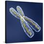 Chromosome with DNA-PASIEKA-Stretched Canvas