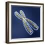 Chromosome with DNA-PASIEKA-Framed Premium Photographic Print