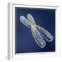 Chromosome with DNA-PASIEKA-Framed Premium Photographic Print