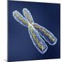 Chromosome with DNA-PASIEKA-Mounted Premium Photographic Print