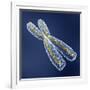 Chromosome with DNA-PASIEKA-Framed Photographic Print