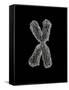 Chromosome-Tim Vernon-Framed Stretched Canvas