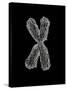 Chromosome-Tim Vernon-Stretched Canvas