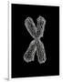 Chromosome-Tim Vernon-Framed Photographic Print